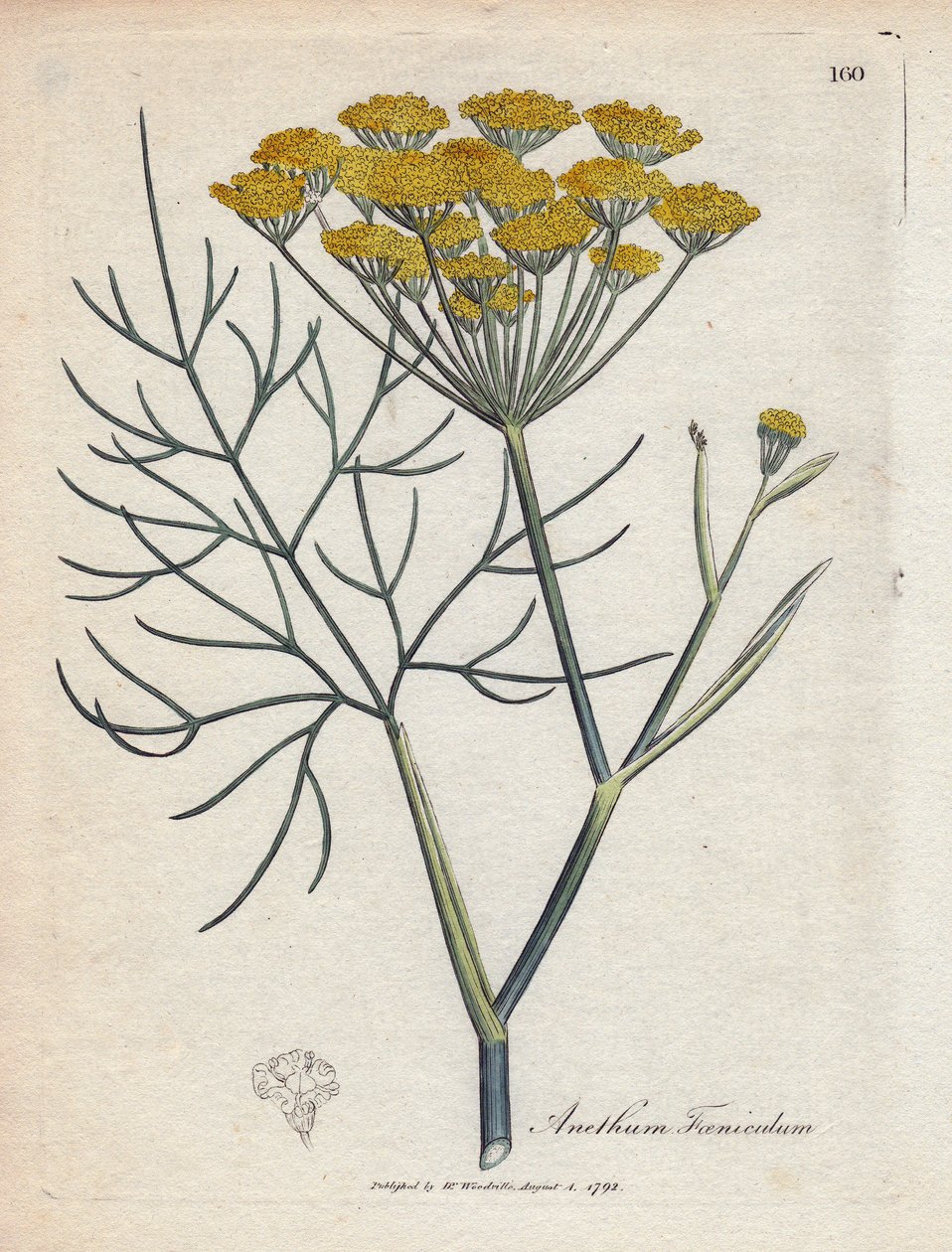 甜茴香（或普罗旺斯茴香）。 手绘铜版画，取自詹姆斯·索尔比（James Sowerby，1757-1822 年）的绘画，收录于《药用植物》中 作者 詹姆斯·索尔比