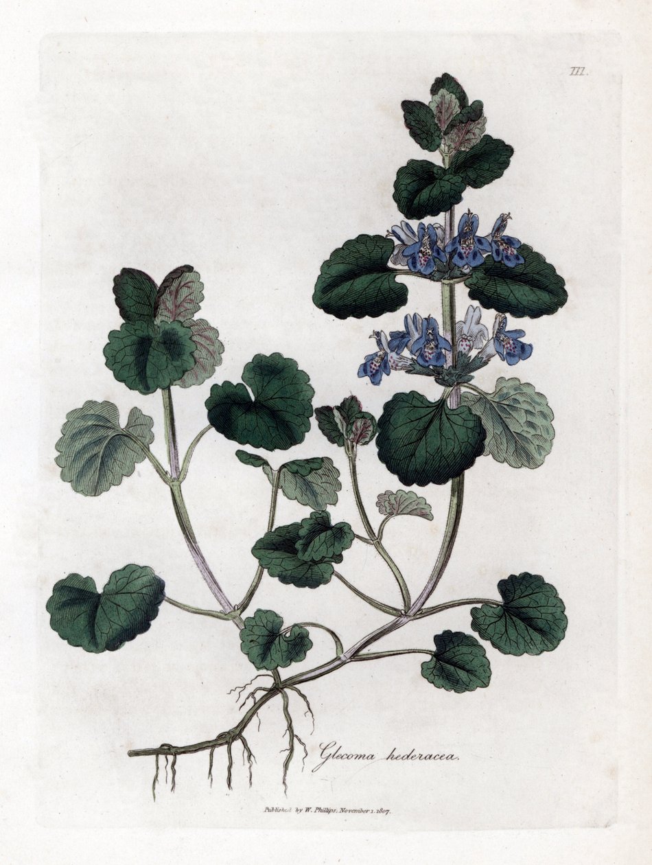 陆生常春藤--常春藤，Glecoma hederacea。詹姆斯-索尔比（James Sowerby）根据威廉-伍德维尔（William Woodville）和威廉-杰克逊-胡克爵士（William Jackson Hooker）的《医学植物学》绘制的植物插图所作的手工彩色铜版画，约翰-伯恩，伦敦 作者 詹姆斯·索尔比