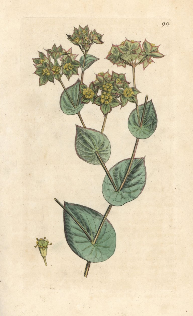 蜡菊，Bupleurum rotundifolium。根据伦敦詹姆斯-史密斯的《英国植物学》中詹姆斯-索尔比的插图绘制的手工彩色铜版画。 作者 詹姆斯·索尔比