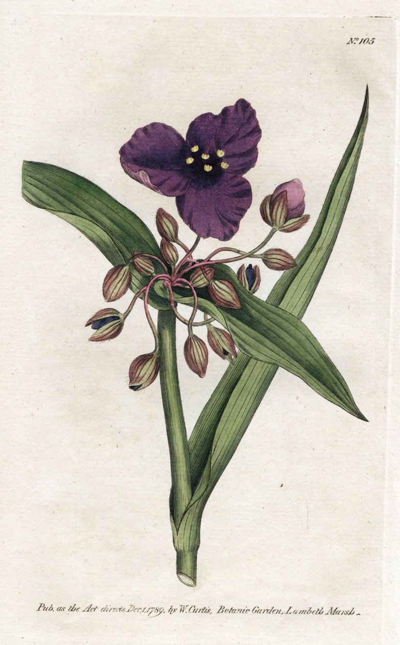 Tradescantia ou setcreasee - 詹姆斯·索尔比 (1757-1822) 的石版画，摘自威廉·柯蒂斯的植物杂志 (1746-1799) 作者 詹姆斯·索尔比
