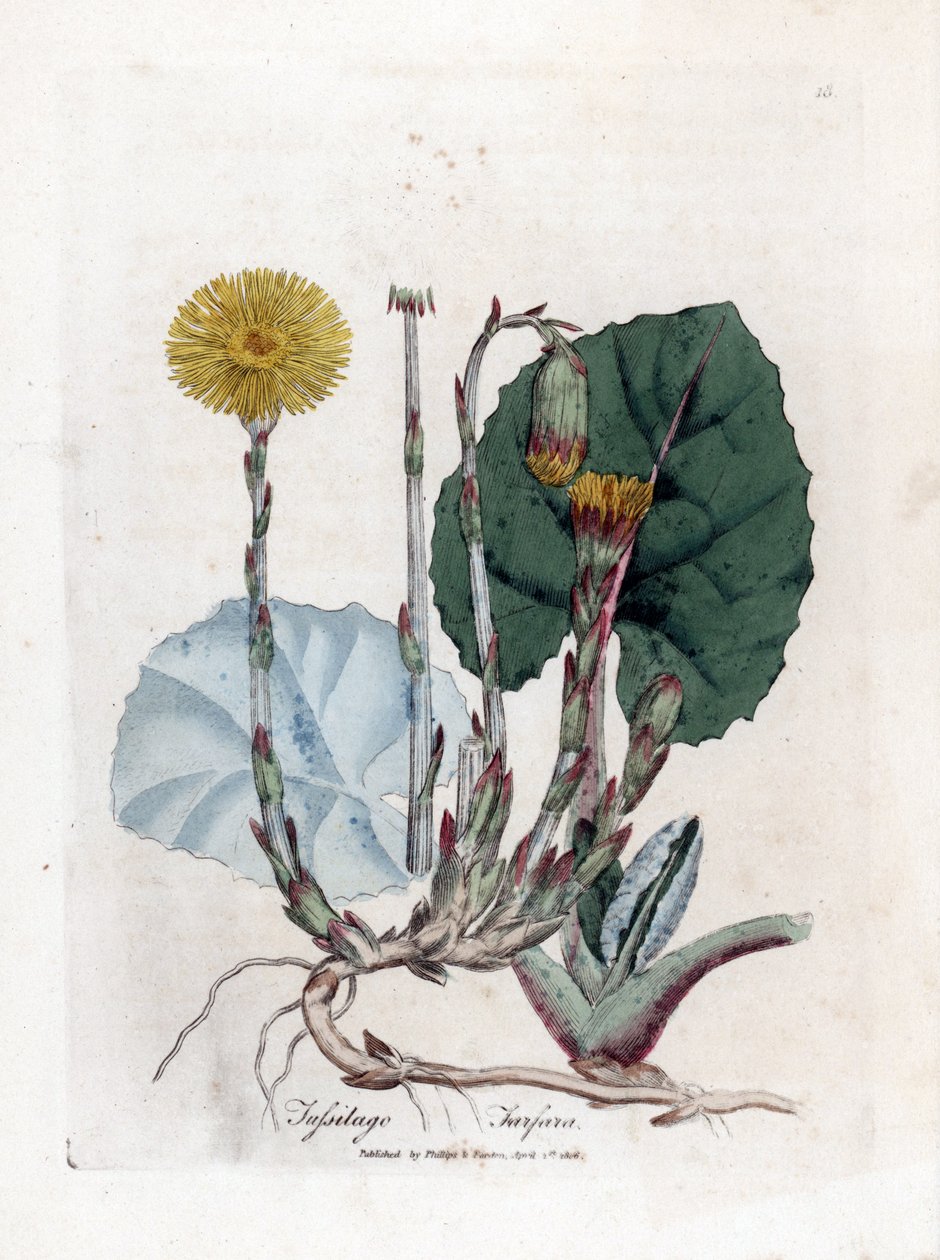 Tuslage or no donkey - Coltsfoot, Tussilago fara.詹姆斯-索尔比（James Sowerby）根据威廉-伍德维尔（William Woodville）和威廉-杰克逊-胡克爵士（William Jackson Hooker）的《医学植物学》绘制的植物插图所作的手工彩色铜版画，约翰-伯恩，伦敦 作者 詹姆斯·索尔比