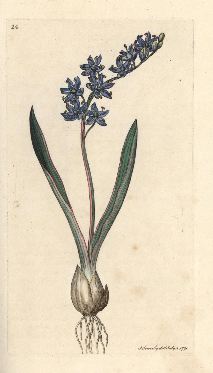 两叶南瓜，Scilla bifolia 根据詹姆斯-索尔比（James Sowerby）的插图绘制的彩色铜版画，选自伦敦詹姆斯-史密斯（James Smith）的《英国植物学》（English Botany）。 作者 詹姆斯·索尔比