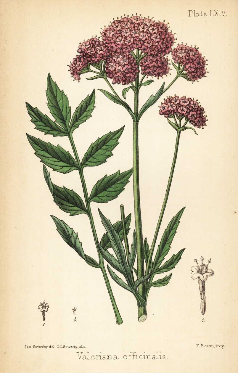 缬草，Valeriana officinalis。夏洛特-卡罗琳-索尔比（Charlotte Caroline Sowerby）根据詹姆斯-索尔比（James Sowerby）从爱德华-汉密尔顿（Edward Hamilton）的《植物顺势疗法》（Flora Homeopathica）中摘录的插图绘制的手绘彩色石版画，Bailliere，伦敦 作者 詹姆斯·索尔比