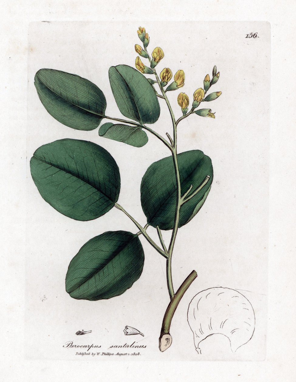 fabacee（豆科）的变种 - 红檀，Pterocarpus santalinus。詹姆斯-索尔比（James Sowerby）根据威廉-伍德维尔（William Woodville）和威廉-杰克逊-胡克爵士（William Jackson Hooker）的《医学植物学》绘制的植物插图所作的手工彩色铜版画，约翰-伯恩，伦敦 作者 詹姆斯·索尔比