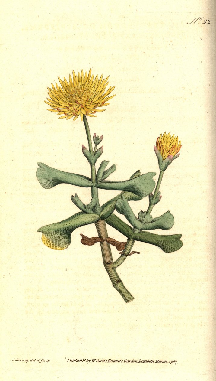 无花果万寿菊的变种--斧叶无花果万寿菊（Mesembryanthemum dolabriforme）。詹姆斯-索尔比（James Sowerby）的手工铜版雕刻和植物插图，选自威廉-柯蒂斯（William Curtis）的《植物杂志》，伦敦兰贝斯沼泽地 作者 詹姆斯·索尔比