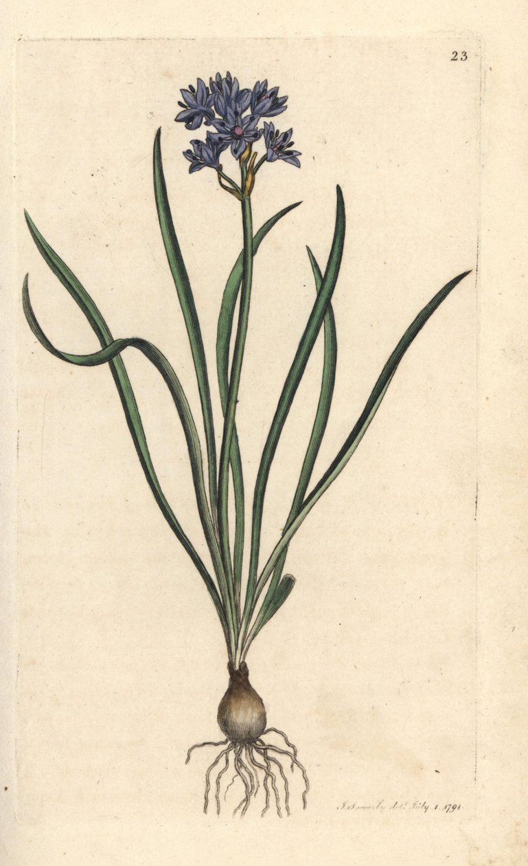 春天的海葱，Scilla verna (Spring Scille) 手绘铜版雕刻，由詹姆斯·索尔比 (James Sowerby) 绘制，来自伦敦詹姆斯·史密斯英国植物学 (James Smith