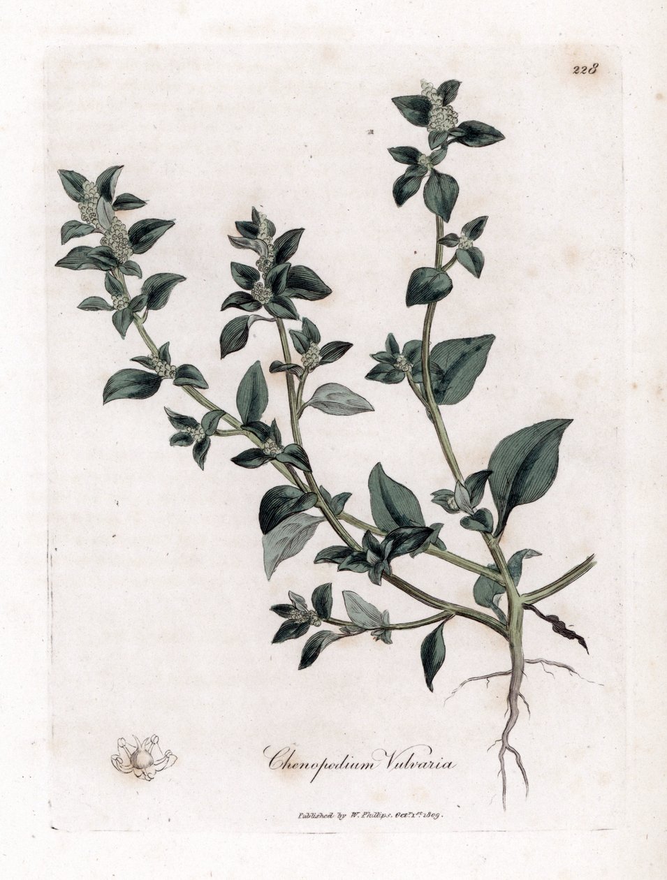 Vuvaire - 臭鹅膏，Chenopodium vulvaria。詹姆斯-索尔比（James Sowerby）根据威廉-伍德维尔（William Woodville）和威廉-杰克逊-胡克爵士（William Jackson Hooker）的《医学植物学》绘制的植物插图所作的手工彩色铜版画，约翰-波恩，伦敦 作者 詹姆斯·索尔比
