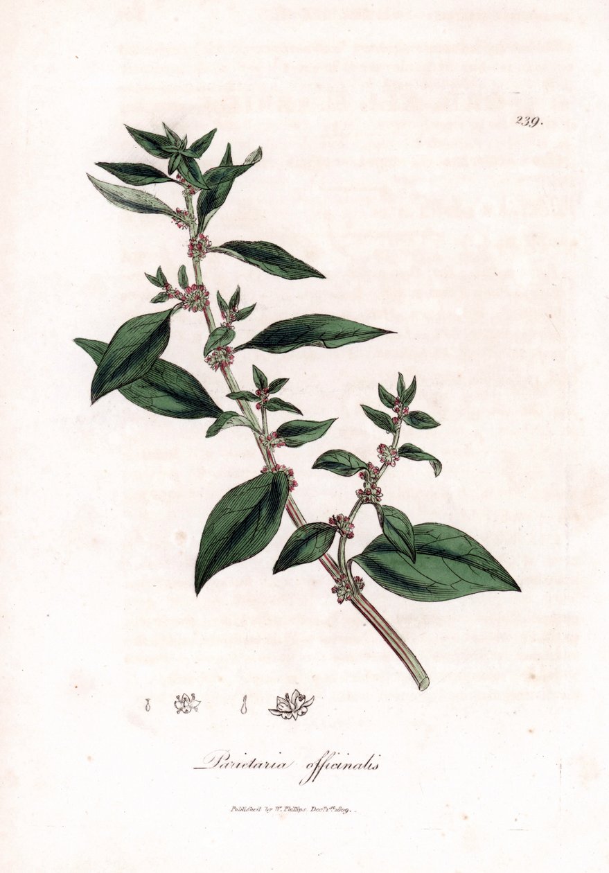 墙皮，Parietaria officinalis。 手绘铜版雕刻，取自詹姆斯·索尔比 (James Sowerby) 的植物插图，来自威廉·伍德维尔 (William Woodville) 和威廉·杰克逊·胡克爵士 (Sir William Jackson Hooker) 的“药用植物学”，约翰·博恩 (John Bohn)，伦敦 作者 詹姆斯·索尔比