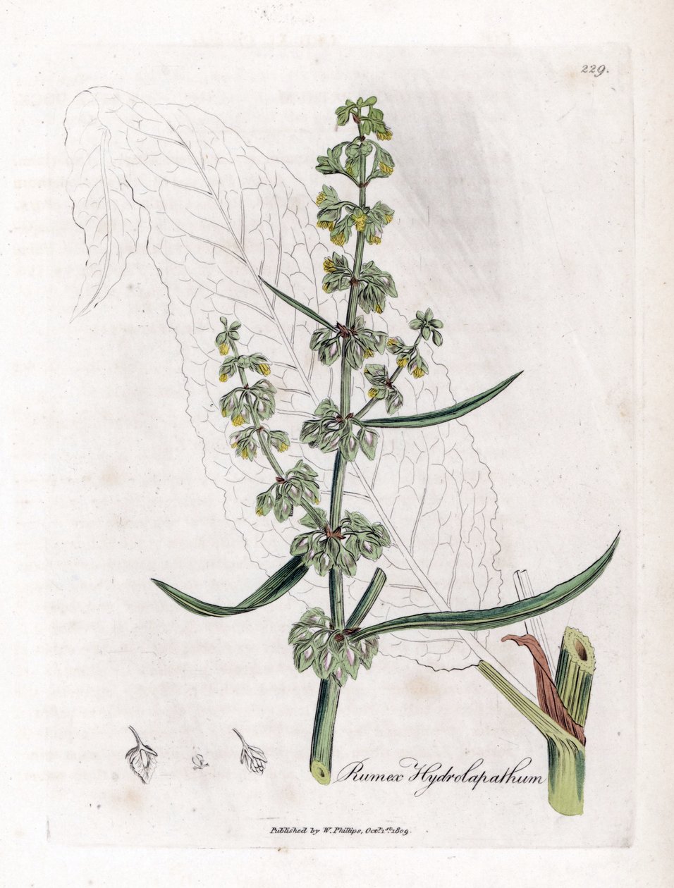 水生忍冬或水生忍冬--大水坞，Rumex hydrolapathum。詹姆斯-索尔比（James Sowerby）根据威廉-伍德维尔（William Woodville）和威廉-杰克逊-胡克爵士（William Jackson Hooker）的《医学植物学》绘制的植物插图所作的手工彩色铜版画，约翰-伯恩，伦敦 作者 詹姆斯·索尔比