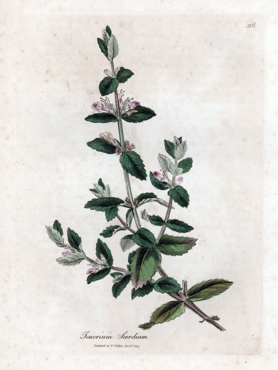 水芽菜 - 水芽菜，Teucrium scordium。詹姆斯-索尔比（James Sowerby）根据威廉-伍德维尔（William Woodville）和威廉-杰克逊-胡克爵士（William Jackson Hooker）的《医学植物学》绘制的植物插图所作的手工彩色铜版雕刻，约翰-伯恩，伦敦 作者 詹姆斯·索尔比