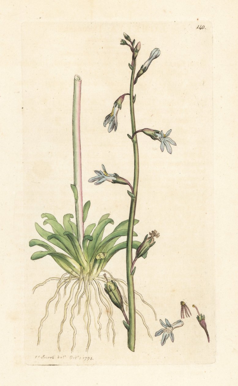 水半边莲，Lobelia dortmanna (Lobelie de Dortmann) 手绘铜版雕刻，由詹姆斯·索尔比 (James Sowerby) 绘制，来自伦敦詹姆斯·史密斯英国植物学 (James Smith