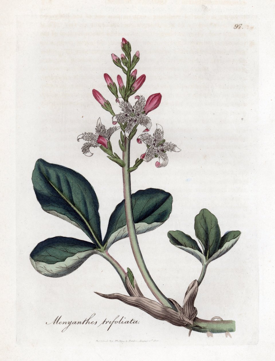 水三叶草或荞麦，Menyanthes trifoliata。詹姆斯-索尔比（James Sowerby）根据威廉-伍德维尔（William Woodville）和威廉-杰克逊-胡克爵士（William Jackson Hooker）的《医学植物学》绘制的植物插图所作的手工彩色铜版画，约翰-伯恩，伦敦 作者 詹姆斯·索尔比