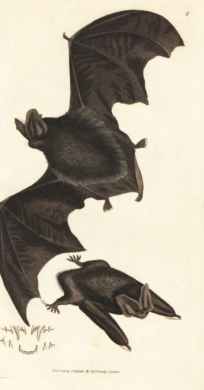Western barbastelle bat, Barbastella barbastellus barbastellus (Vespertilio barbastellus)。詹姆斯-索尔比（James Sowerby）的手工彩色铜版雕刻，选自《英国杂录》（The British Miscellany），或《新奇、稀有或鲜为人知的动物题材的彩色图片》（Colored figures of new, rare, or little known animal subjects）。 作者 詹姆斯·索尔比