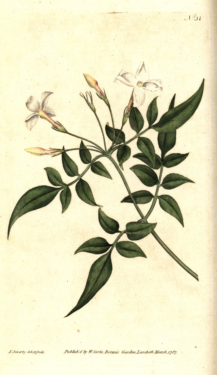 白茉莉（或茉莉花）--普通茉莉或茉莉花，Jasminum officinale。詹姆斯-索尔比（James Sowerby）的手工铜版雕刻和植物插图，选自威廉-柯蒂斯（William Curtis）的《植物杂志》，伦敦兰贝斯沼泽地 作者 詹姆斯·索尔比