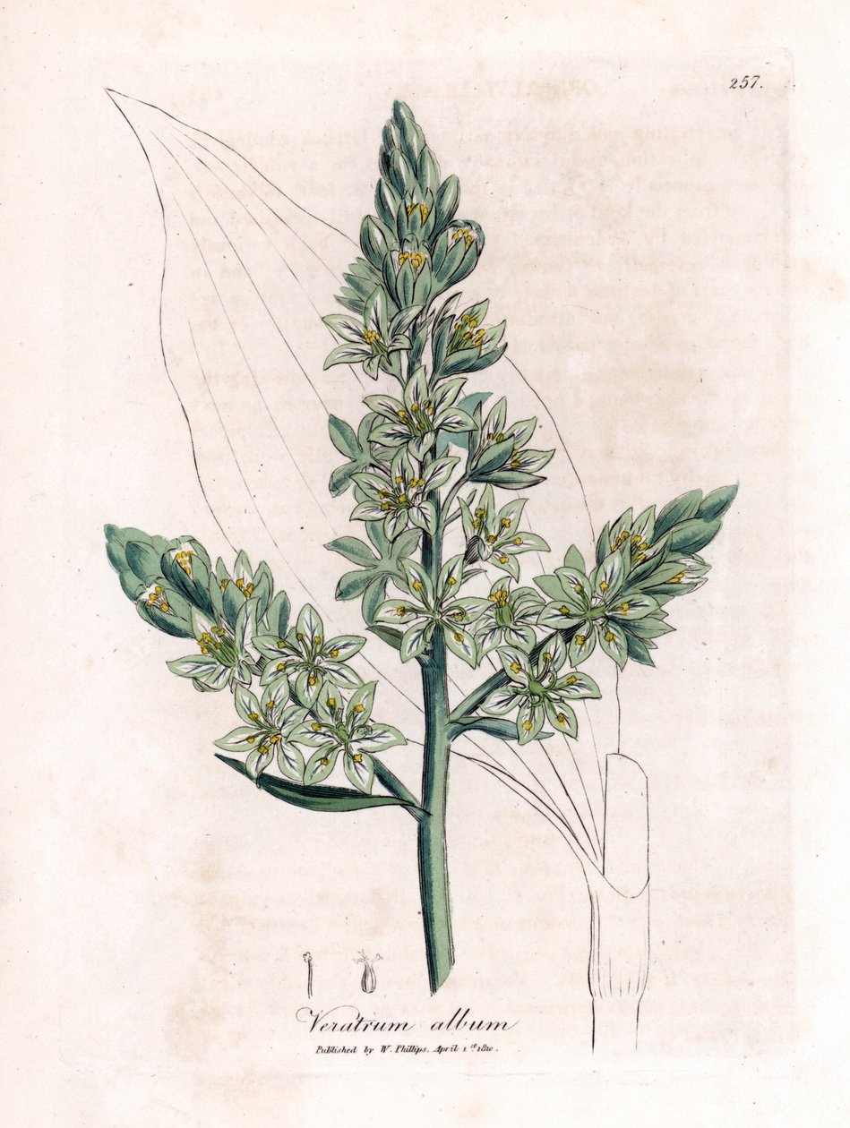 白色藜芦（以前称为白色藜芦） - 白色藜芦，藜芦专辑。 手绘铜版雕刻，取自詹姆斯·索尔比 (James Sowerby) 的植物插图，来自威廉·伍德维尔 (William Woodville) 和威廉·杰克逊·胡克爵士 (Sir William Jackson Hooker) 的“药用植物学”，约翰·博恩 (John Bohn)，伦敦 作者 詹姆斯·索尔比