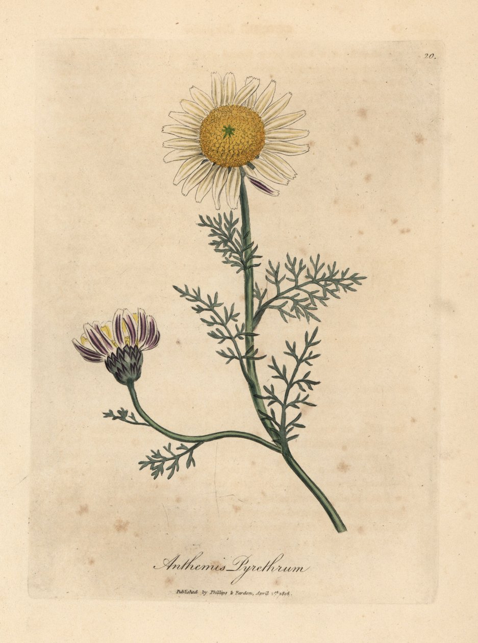白色和黄色的西班牙洋甘菊，Anthemis pyrethrum 作者 詹姆斯·索尔比