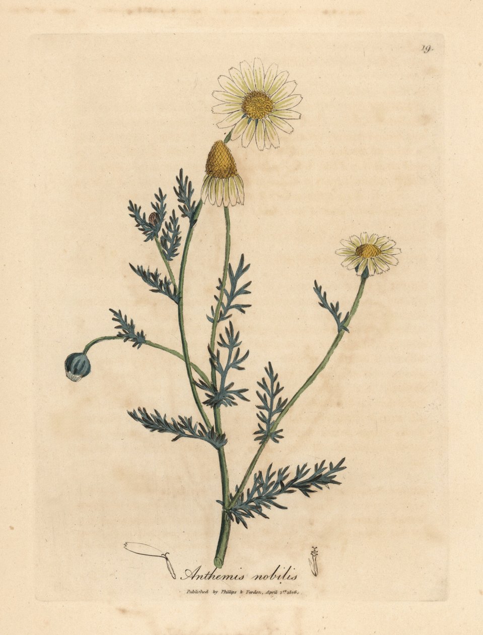 白色和黄色花甘菊，Anthemis nobilis 作者 詹姆斯·索尔比