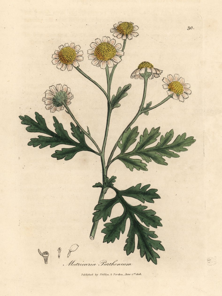白花和黄花发热草，Matricaria parthenium 作者 詹姆斯·索尔比