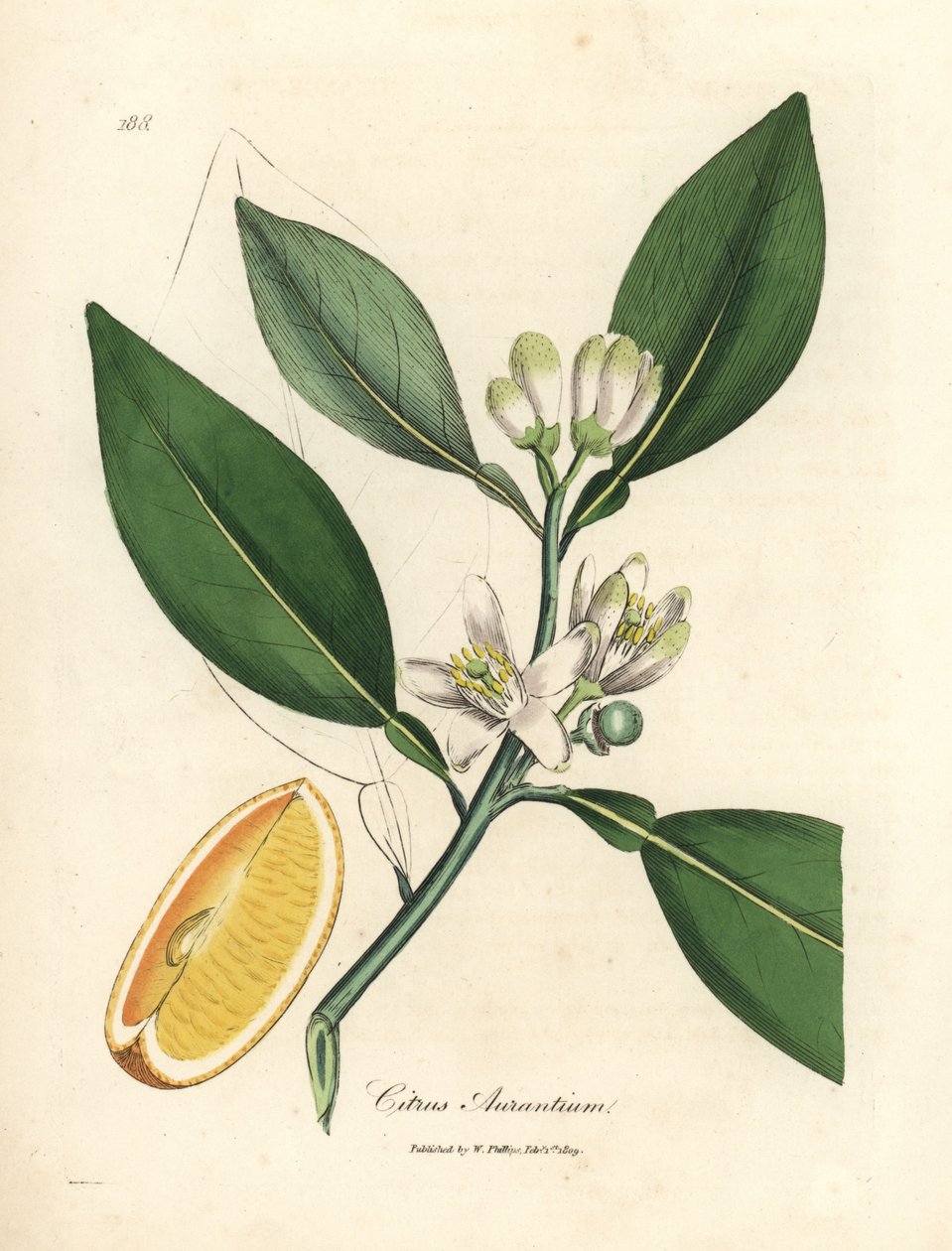 橙树（Citrus aurantium）的白色花朵和成熟果实部分 作者 詹姆斯·索尔比