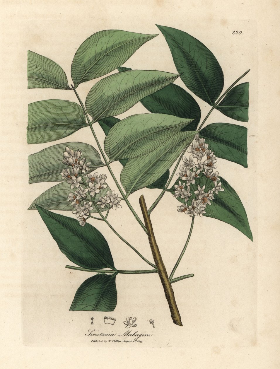 白花桃花心木树，桃花心木 作者 詹姆斯·索尔比