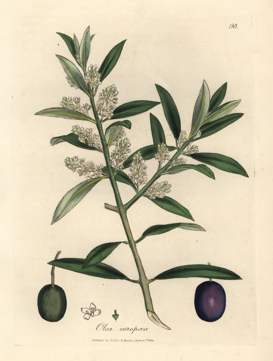 白花欧洲橄榄树，果子，Olea europaea 作者 詹姆斯·索尔比
