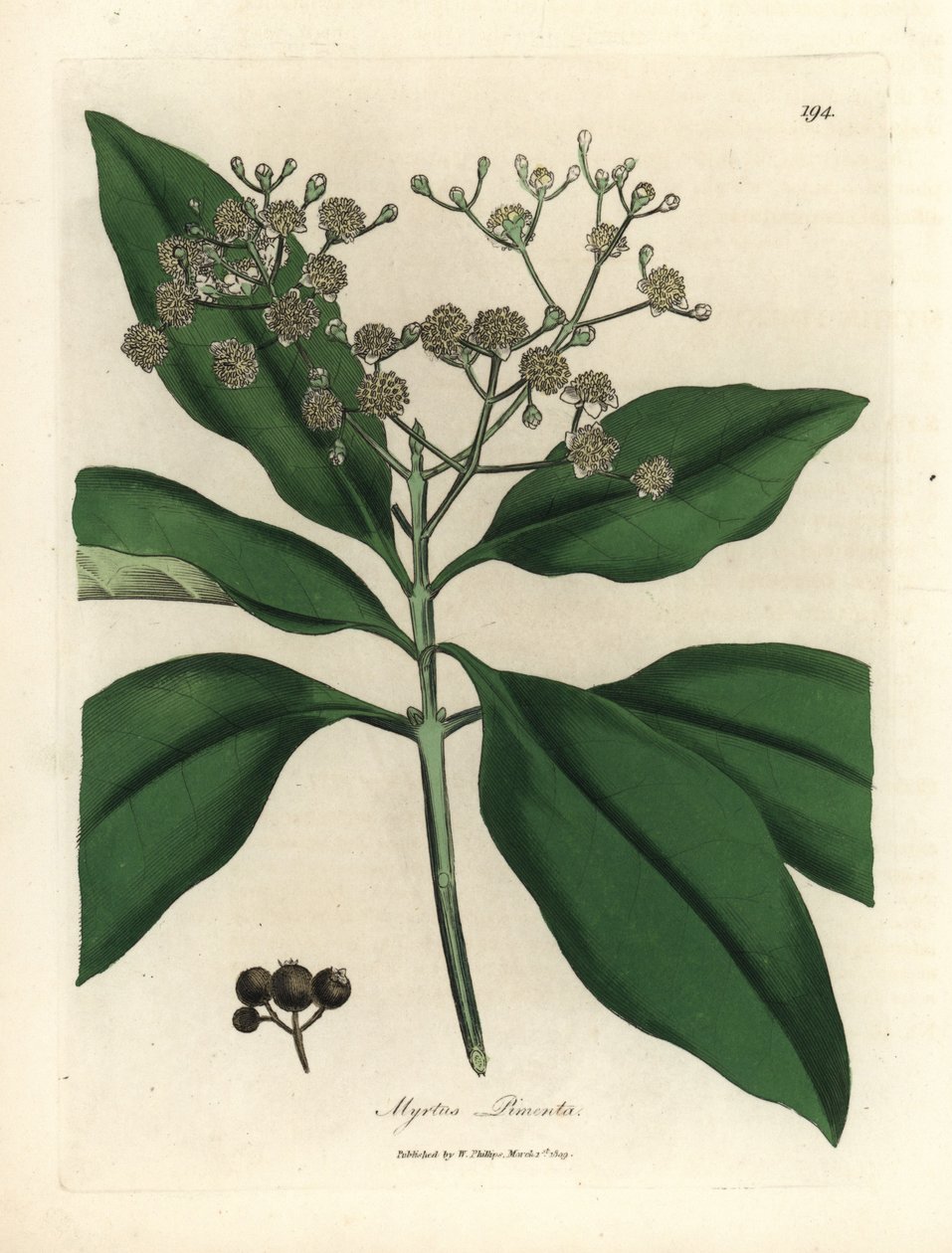 白花多香料树，香桃木 (Myrtus pimenta) 作者 詹姆斯·索尔比