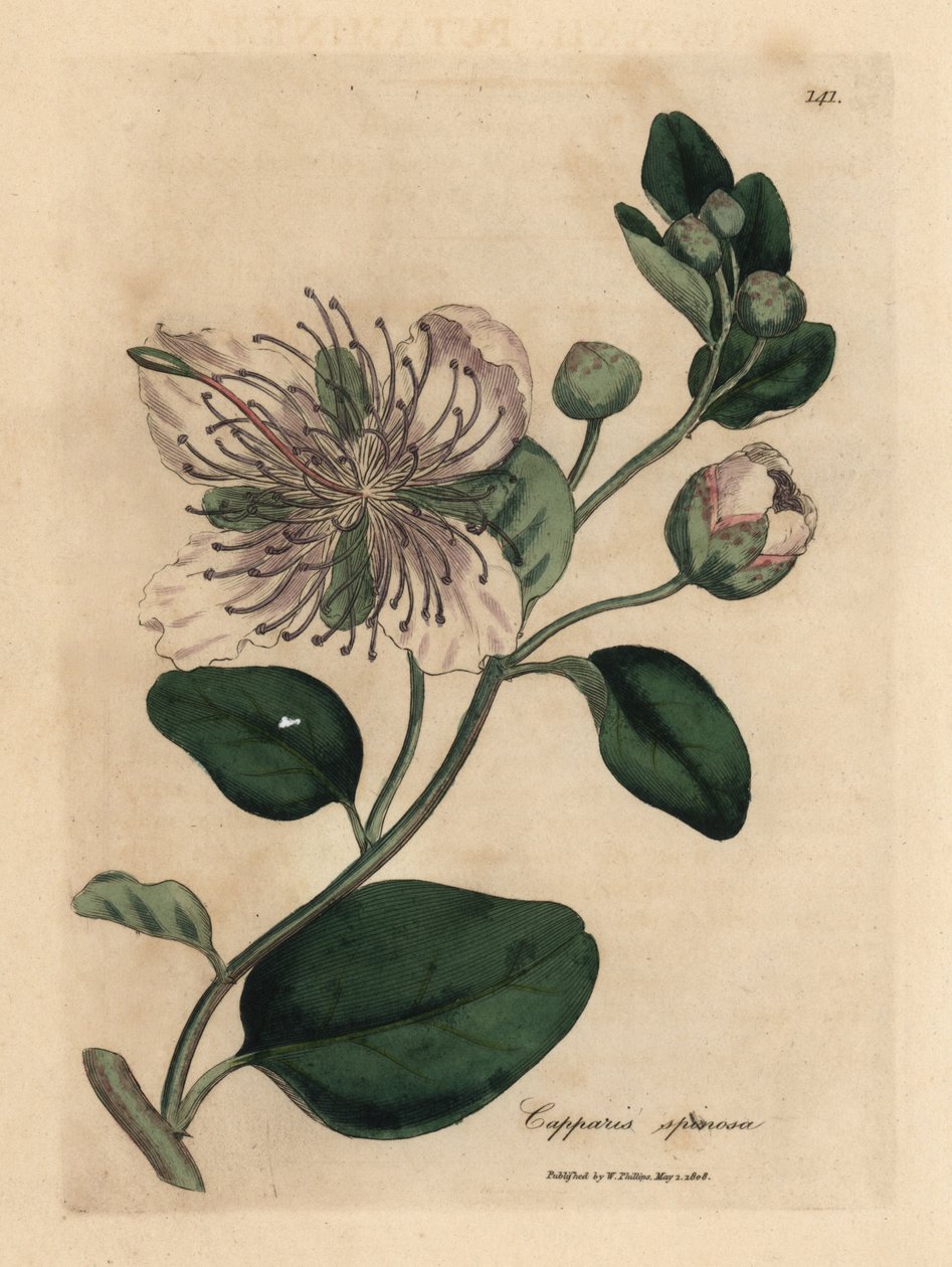 白花毛果灌木，Capparis spinosa 作者 詹姆斯·索尔比