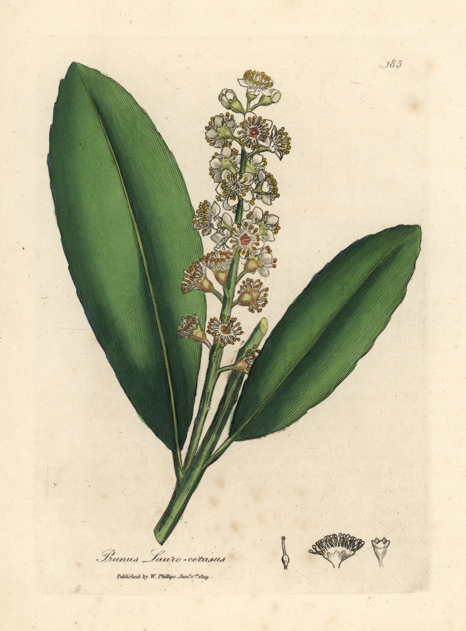 白花樱桂树，Prunus laurocerasus 作者 詹姆斯·索尔比