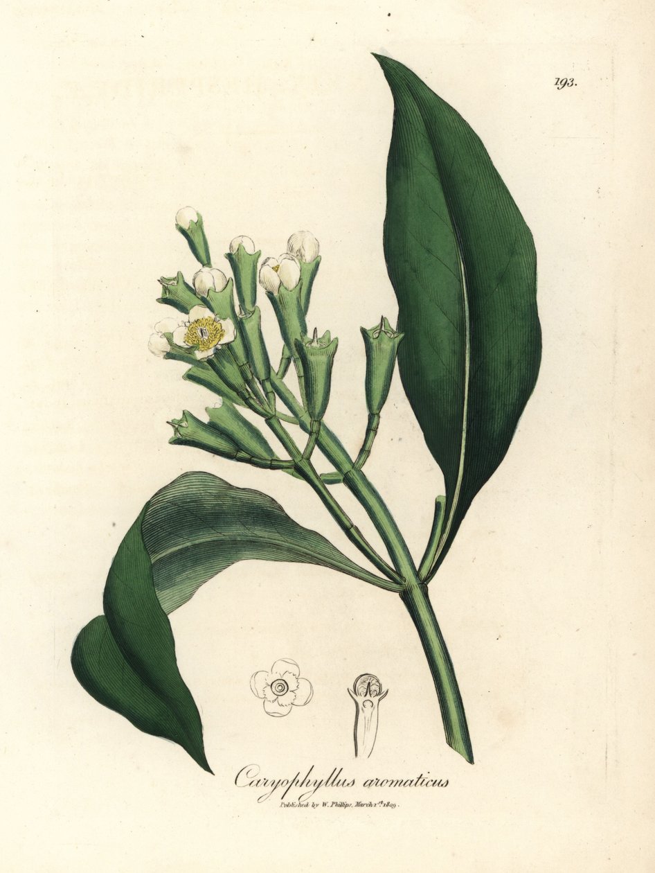 白花丁香树，Caryophyllus aromaticus 作者 詹姆斯·索尔比