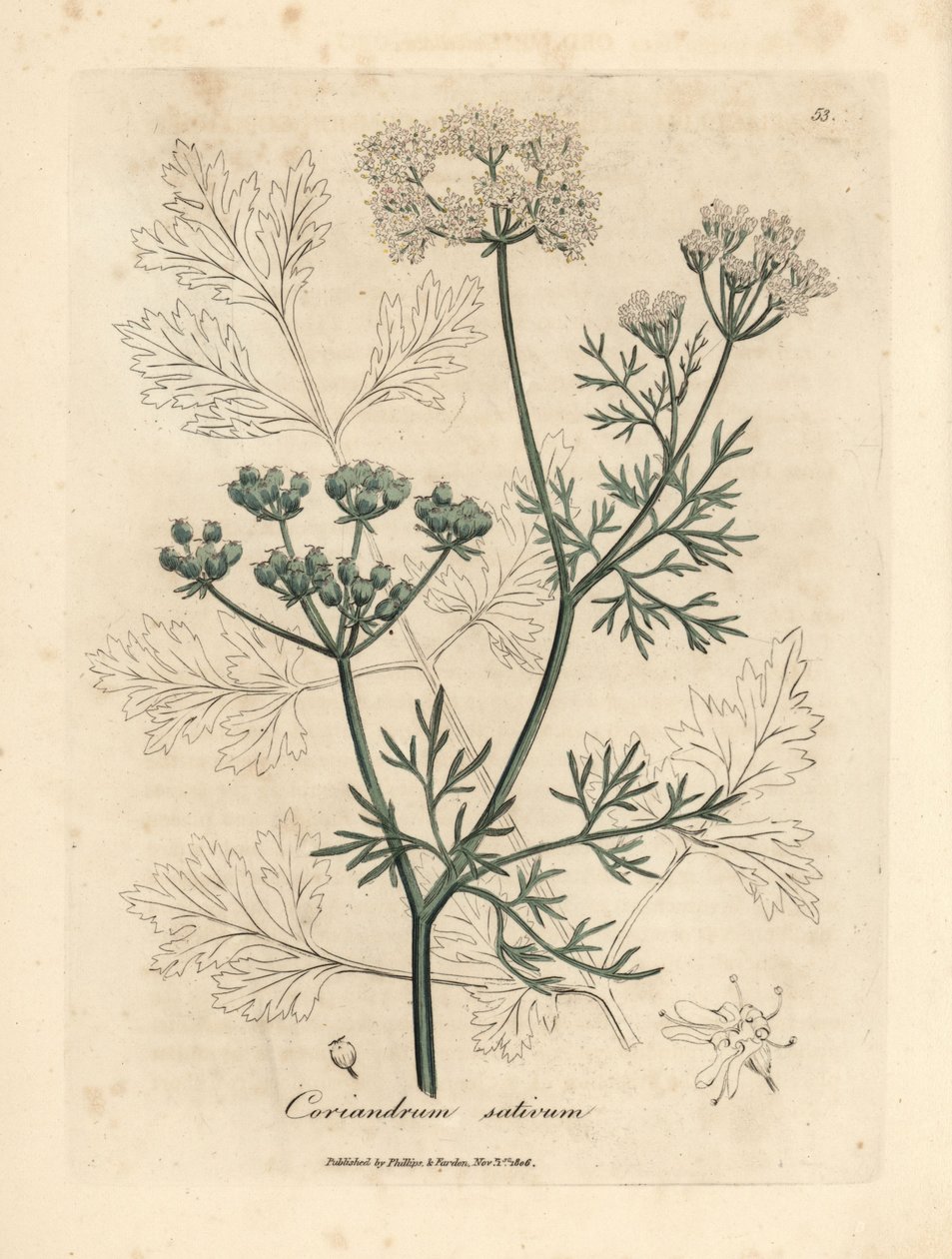 白花香菜，Coriandrum sativum 作者 詹姆斯·索尔比