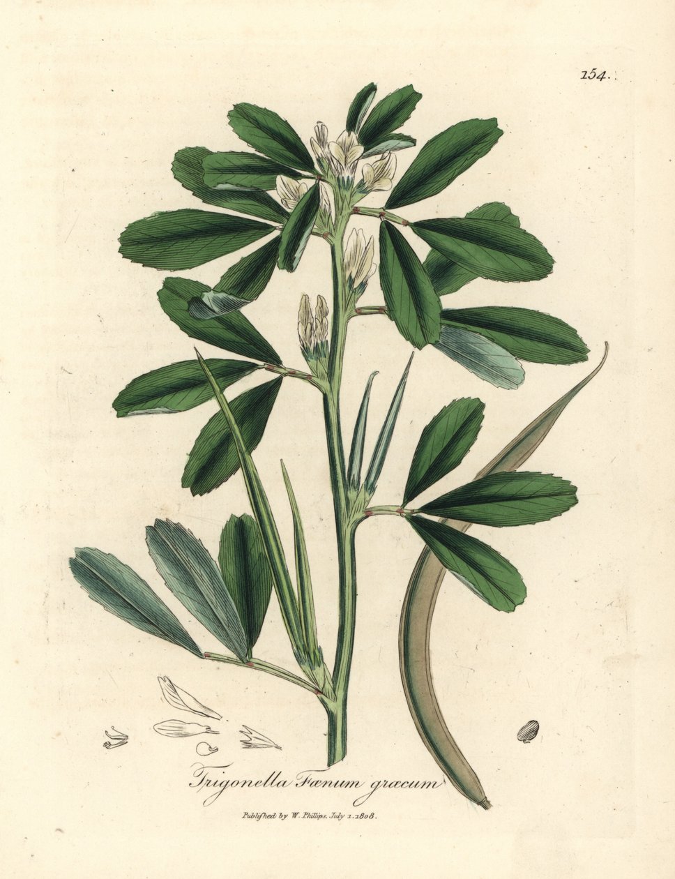 带豆荚的白花葫芦巴，Trigonella foenum graecum 作者 詹姆斯·索尔比
