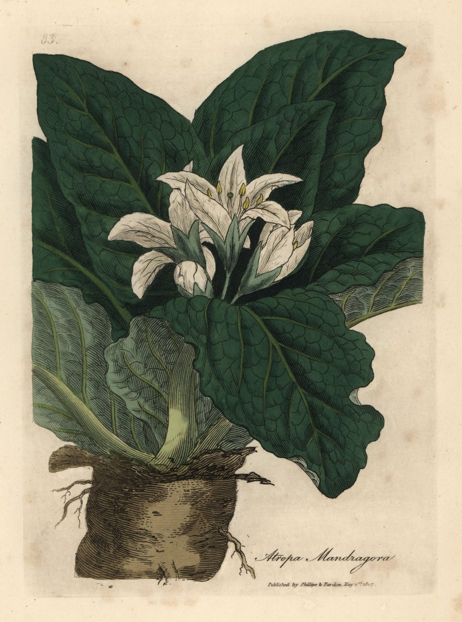 白花曼德拉草 Atropa mandragora 作者 詹姆斯·索尔比