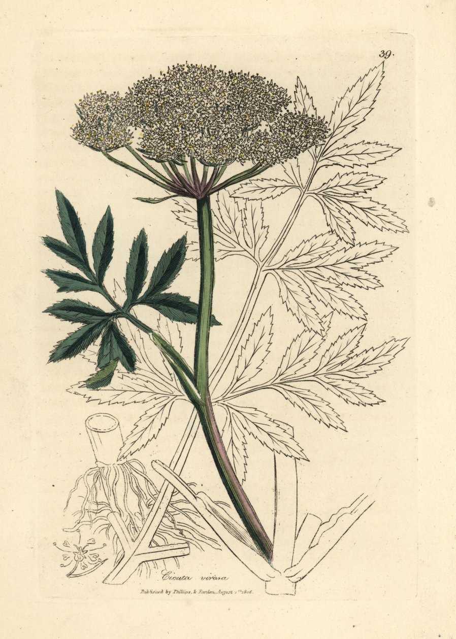 白花水芹，Cicuta virosa 作者 詹姆斯·索尔比