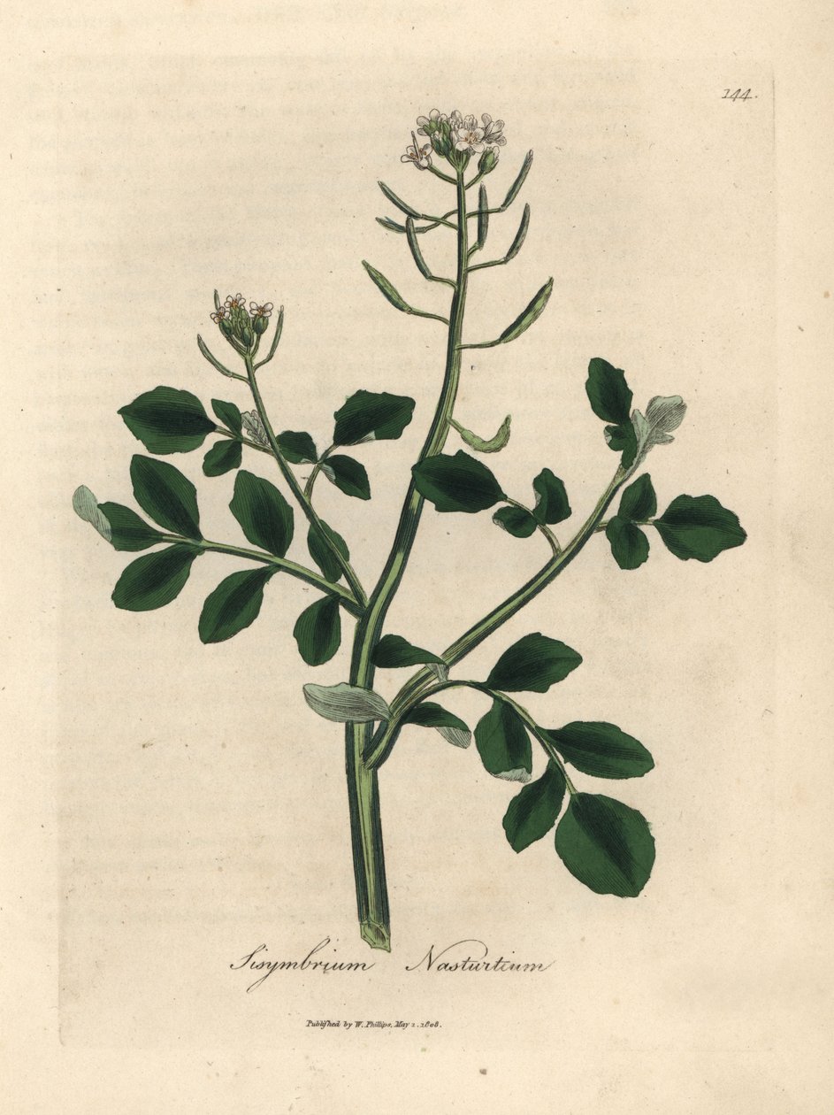 白花豆瓣菜，Sisymbrium naturtium 作者 詹姆斯·索尔比
