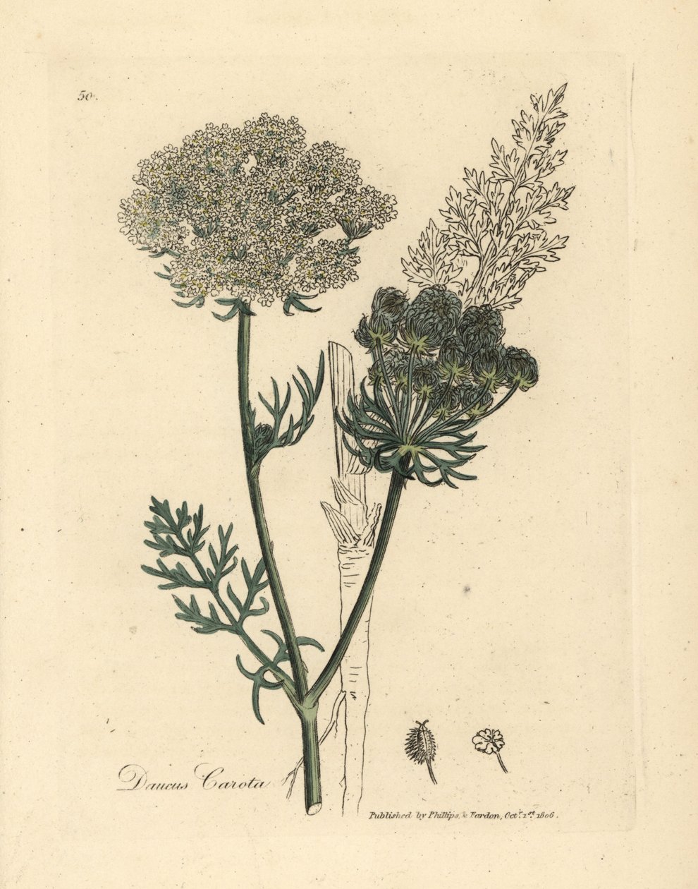 白花野胡萝卜（Daucus carota 作者 詹姆斯·索尔比