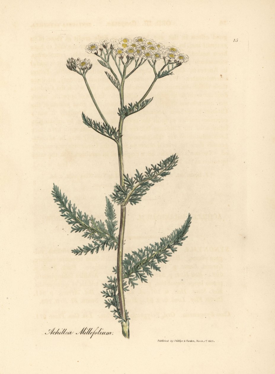 白花欧蓍草或 milfoil，Achillea millefolium 作者 詹姆斯·索尔比