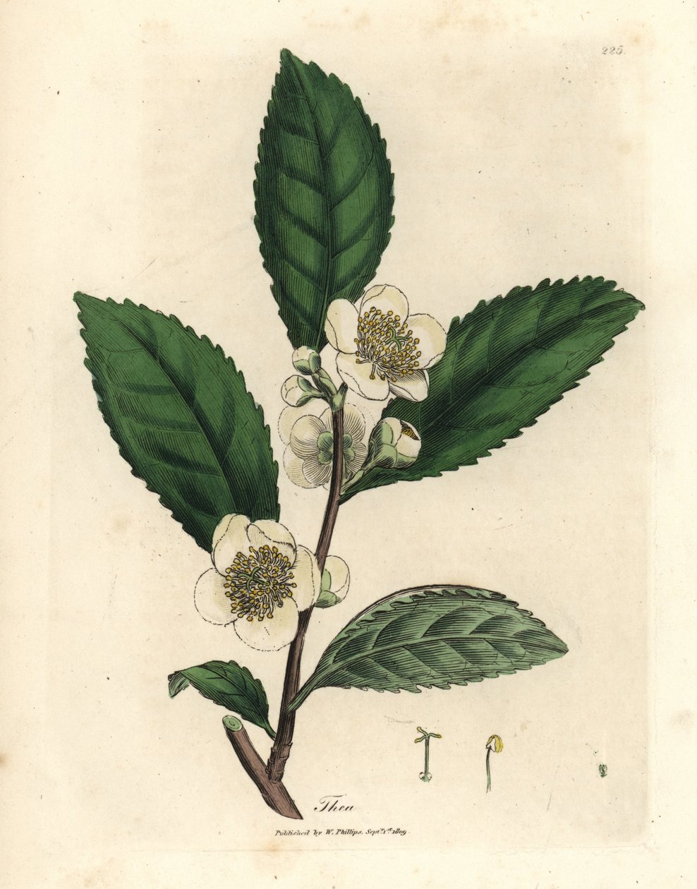 白花和绿茶叶，Thea bohea，茶树 作者 詹姆斯·索尔比