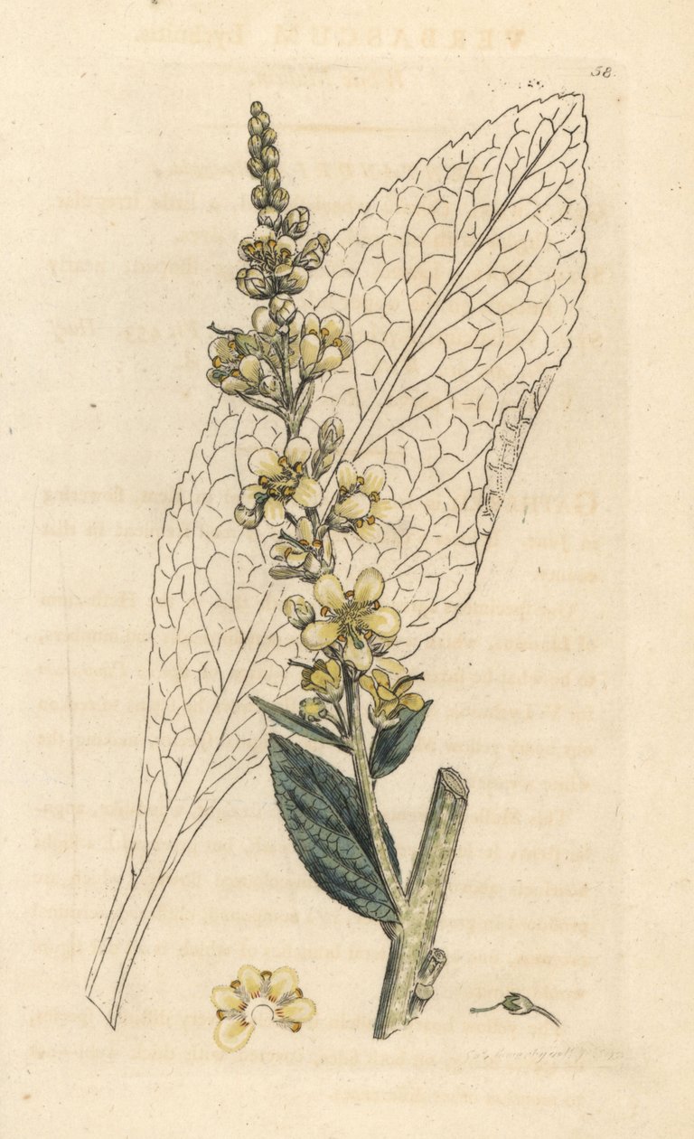 White mullein, Verbasum lychnitis (molene) 根据伦敦 James Smith 的《英国植物学》中 James Sowerby 的插图绘制的手工彩色铜版雕刻品 作者 詹姆斯·索尔比