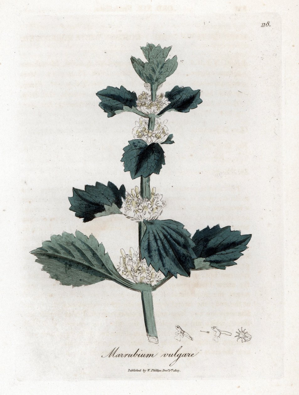 白色或常见的marrube - 白色苦海草，Marubium vulgare。 手绘铜版雕刻，取自詹姆斯·索尔比 (James Sowerby) 的植物插图，来自威廉·伍德维尔 (William Woodville) 和威廉·杰克逊·胡克爵士 (Sir William Jackson Hooker) 的“药用植物学”，约翰·博恩 (John Bohn)，伦敦 作者 詹姆斯·索尔比