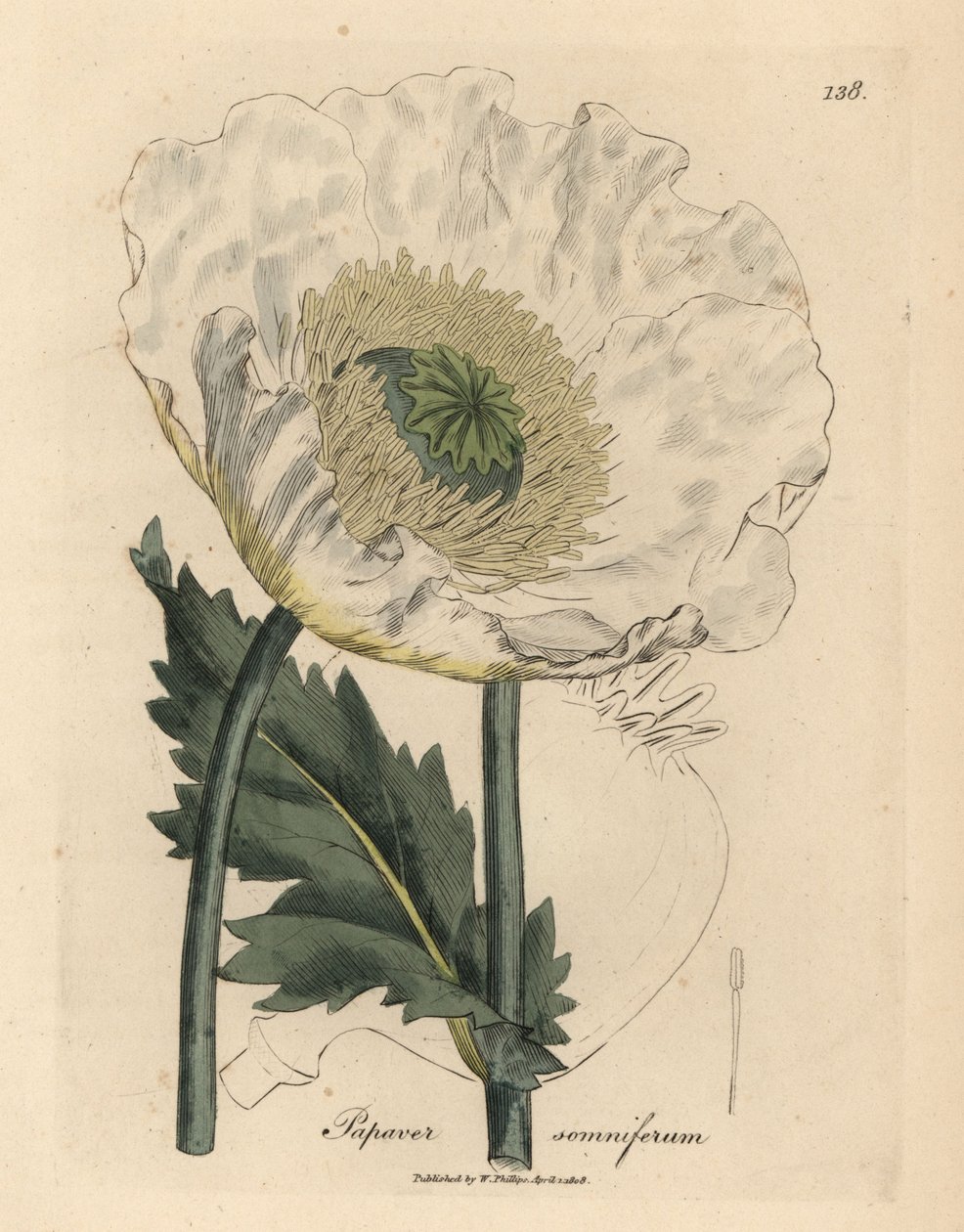 白罂粟，Papaver somniferum 作者 詹姆斯·索尔比