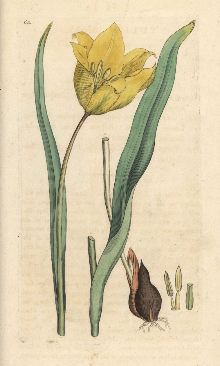 野生郁金香，Tulipa sylvestris（野生郁金香）手绘铜版雕刻，由詹姆斯·索尔比（James Sowerby）插图，来自伦敦詹姆斯·史密斯的英国植物学 作者 詹姆斯·索尔比