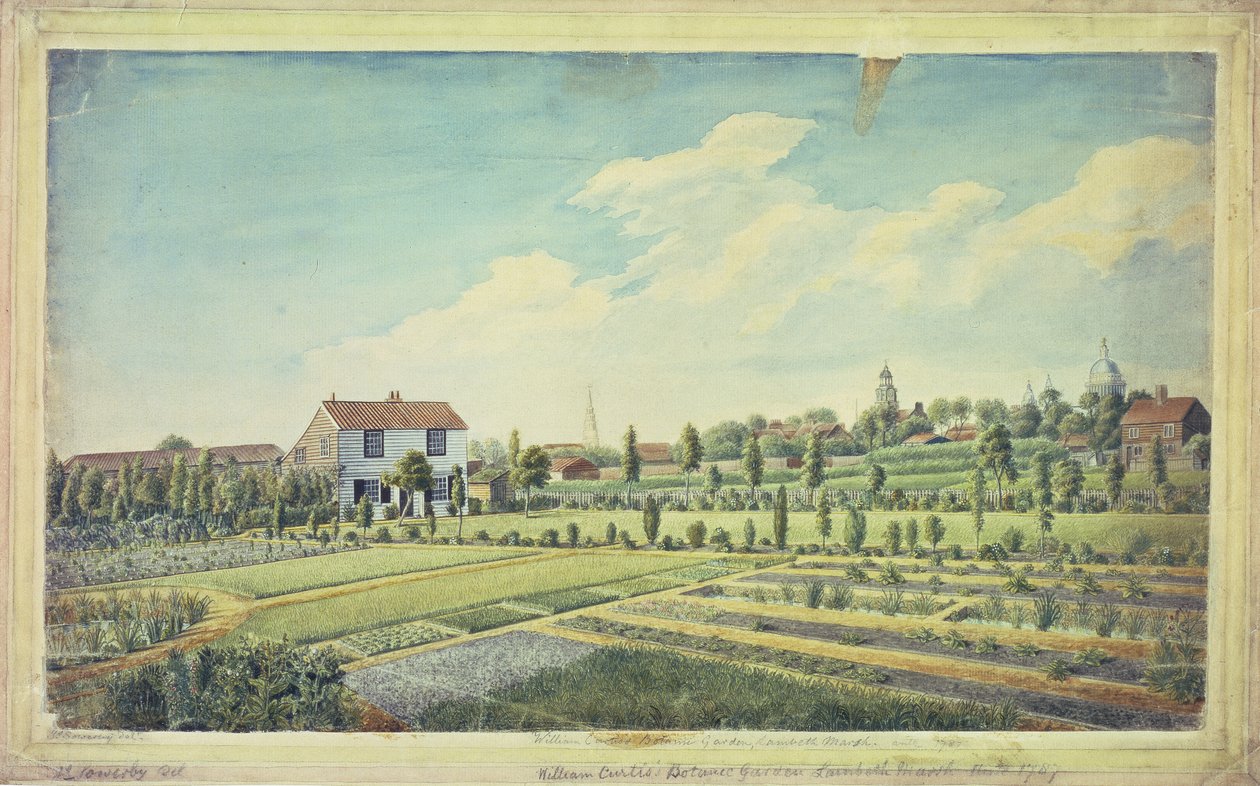 威廉·柯蒂斯（William Curtis）的植物园，兰贝斯沼泽（Lambeth Marsh），约1787年（纸上水彩） 作者 詹姆斯·索尔比