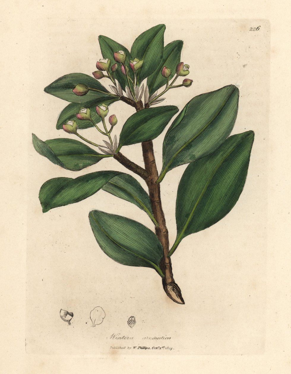 冬皮树，Wintera aromatica，Drimys winteri 作者 詹姆斯·索尔比