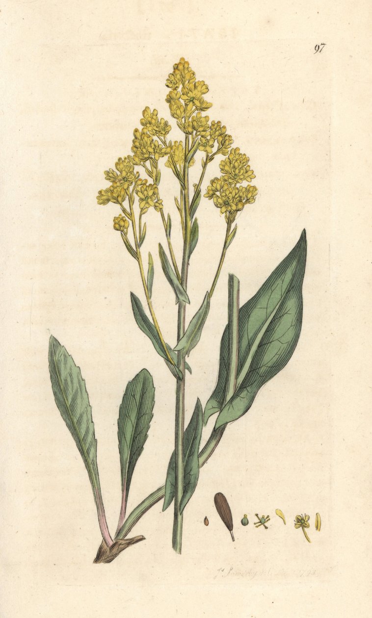 菘蓝，菘蓝 (Pastel des Dyers ou guede) 手绘铜版雕刻，由詹姆斯·索尔比 (James Sowerby) 绘制，来自伦敦詹姆斯·史密斯英国植物学 (James Smith