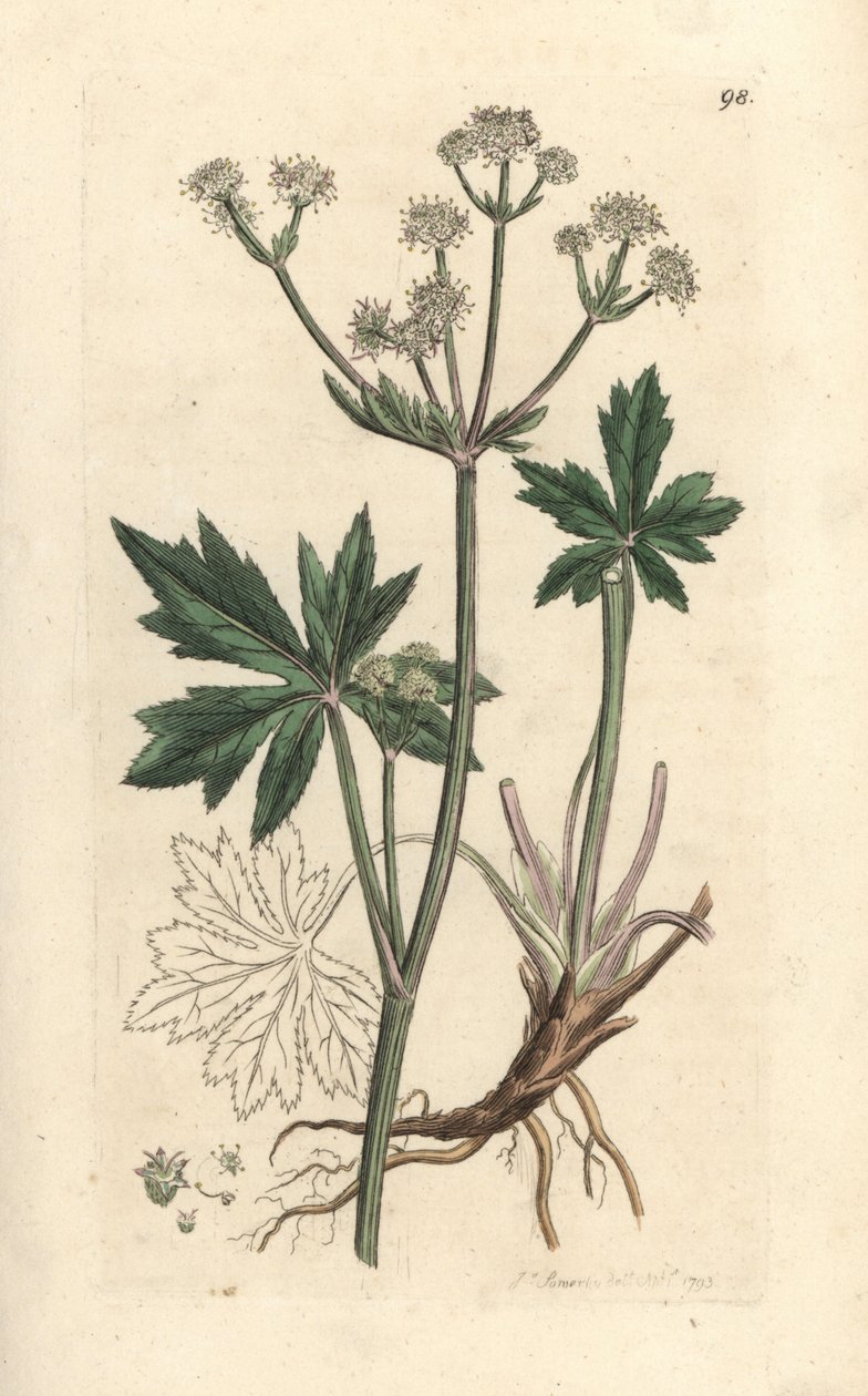 木桑尼克（Sanicula europaea）。 手绘铜版雕刻，由詹姆斯·索尔比 (James Sowerby) 绘制，来自伦敦詹姆斯·史密斯英国植物学 (James Smith