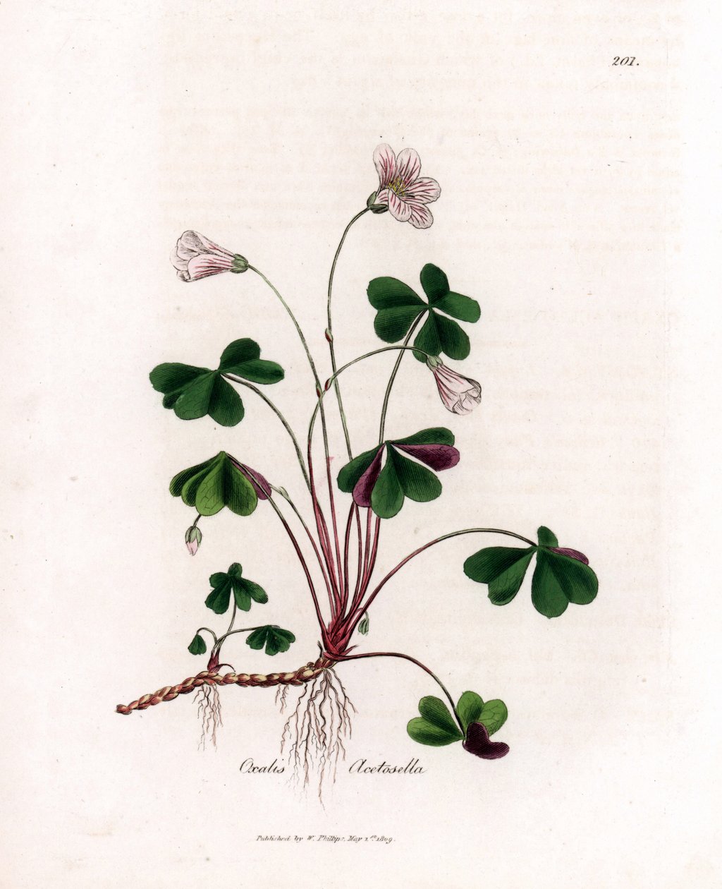 酢浆草或酢浆草 - Woodsorrel，Oxalis acetosella。 手绘铜版雕刻，取自詹姆斯·索尔比 (James Sowerby) 的植物插图，来自威廉·伍德维尔 (William Woodville) 和威廉·杰克逊·胡克爵士 (Sir William Jackson Hooker) 的“药用植物学”，约翰·博恩 (John Bohn)，伦敦 作者 詹姆斯·索尔比
