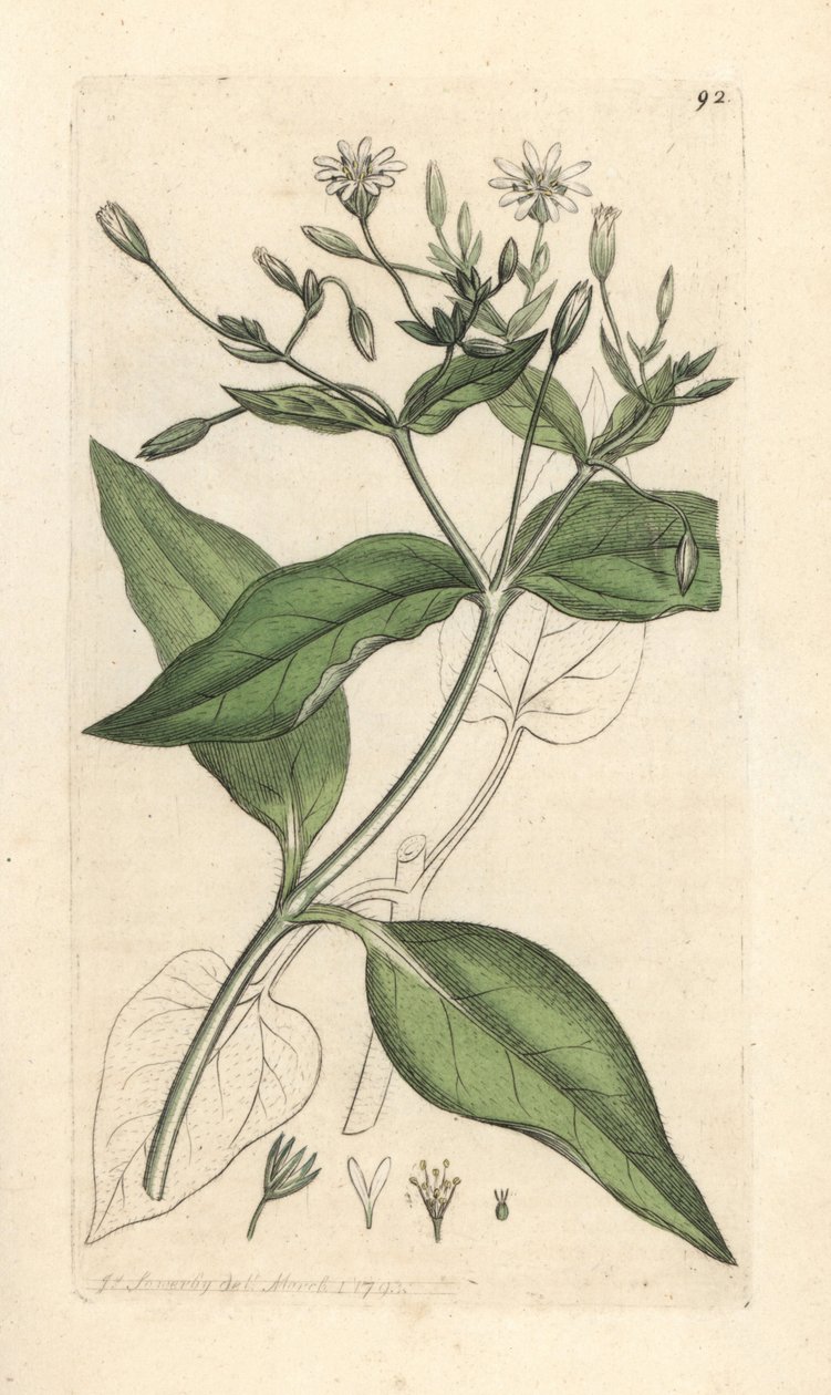 木斯蒂克沃特，Stellaria nemorum 手绘铜版雕刻，由詹姆斯·索尔比 (James Sowerby) 绘制，来自伦敦詹姆斯·史密斯英国植物学 (James Smith