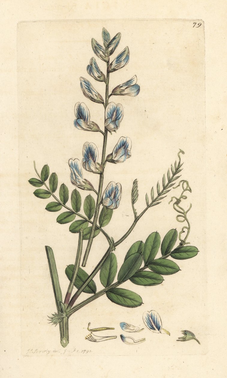 野豌豆，Vicia sylvatica (vesce des bois) 手绘铜版雕刻，由詹姆斯·索尔比 (James Sowerby) 绘制，来自伦敦詹姆斯·史密斯英国植物学 (James Smith