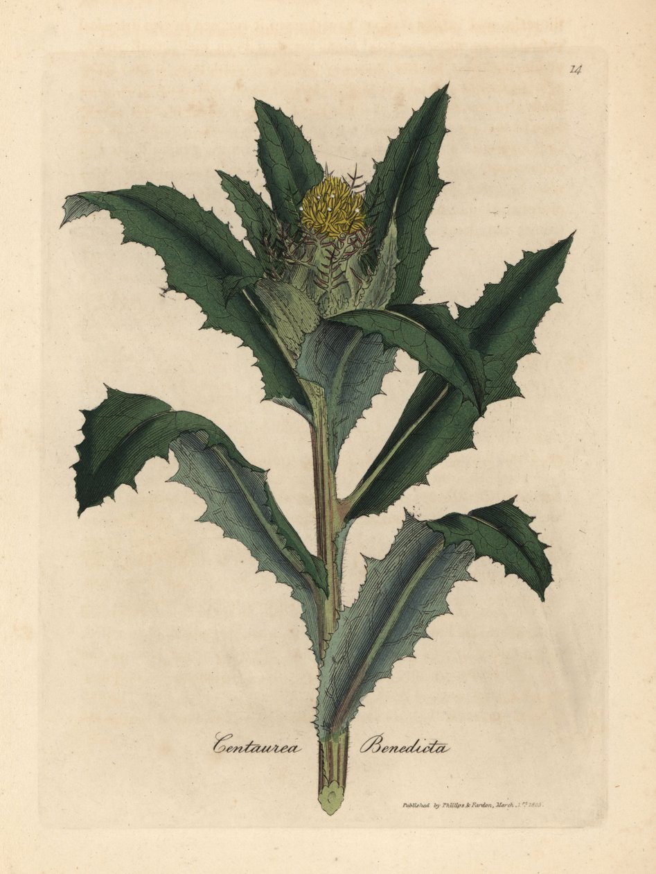 黄花福寿蓟，Centaurea benedicta 作者 詹姆斯·索尔比