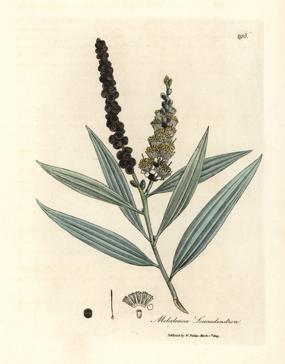 黄花白千层树，Melaleuca leucadendron 作者 詹姆斯·索尔比